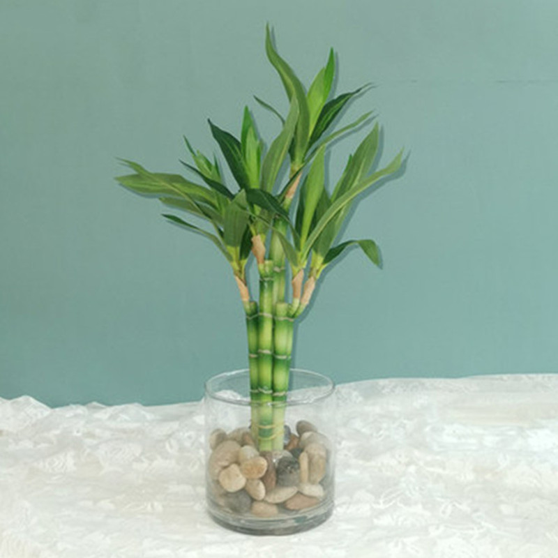 Dracaena Marginata - ต้นไผ่กวนอิมเทียมขนาด 40 ซม. พร้อมกระถางสีเขียว สำหรับตกแต่งสวนกลางแจ้ง โต๊ะอาหาร