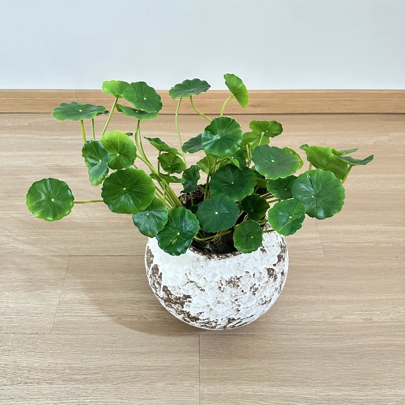 Pilea Peperomioides - 2 ชิ้น ต้นไม้ประดิษฐ์ ปาเลีย เปเปโรโมอยด์ส บอนไซ