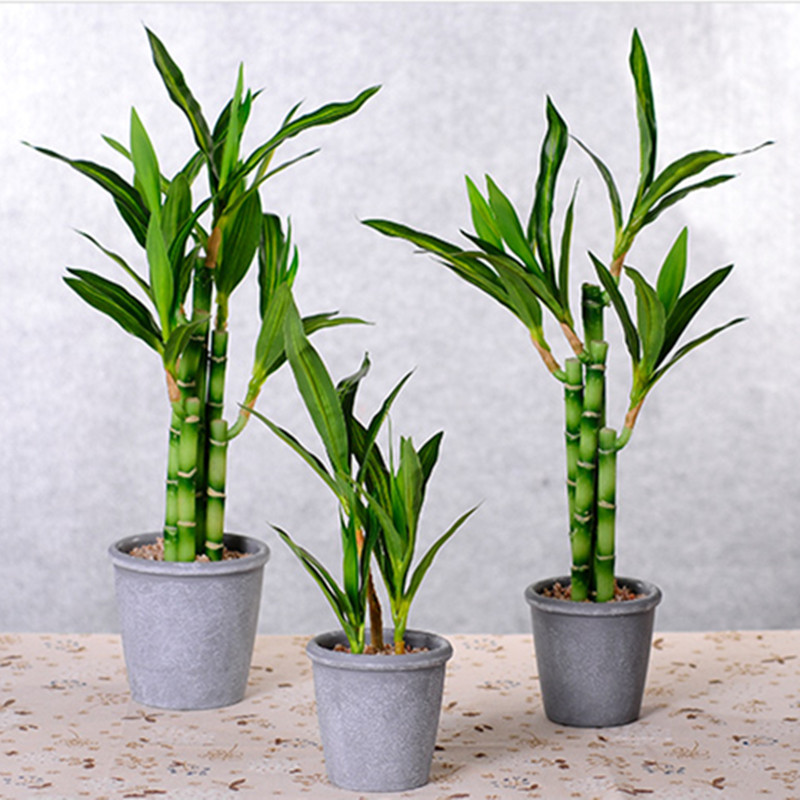 ต้นไผ่กวนอิมเทียมขนาด 40 ซม. พ - Dracaena Marginata บทวิจารณ์และราคา