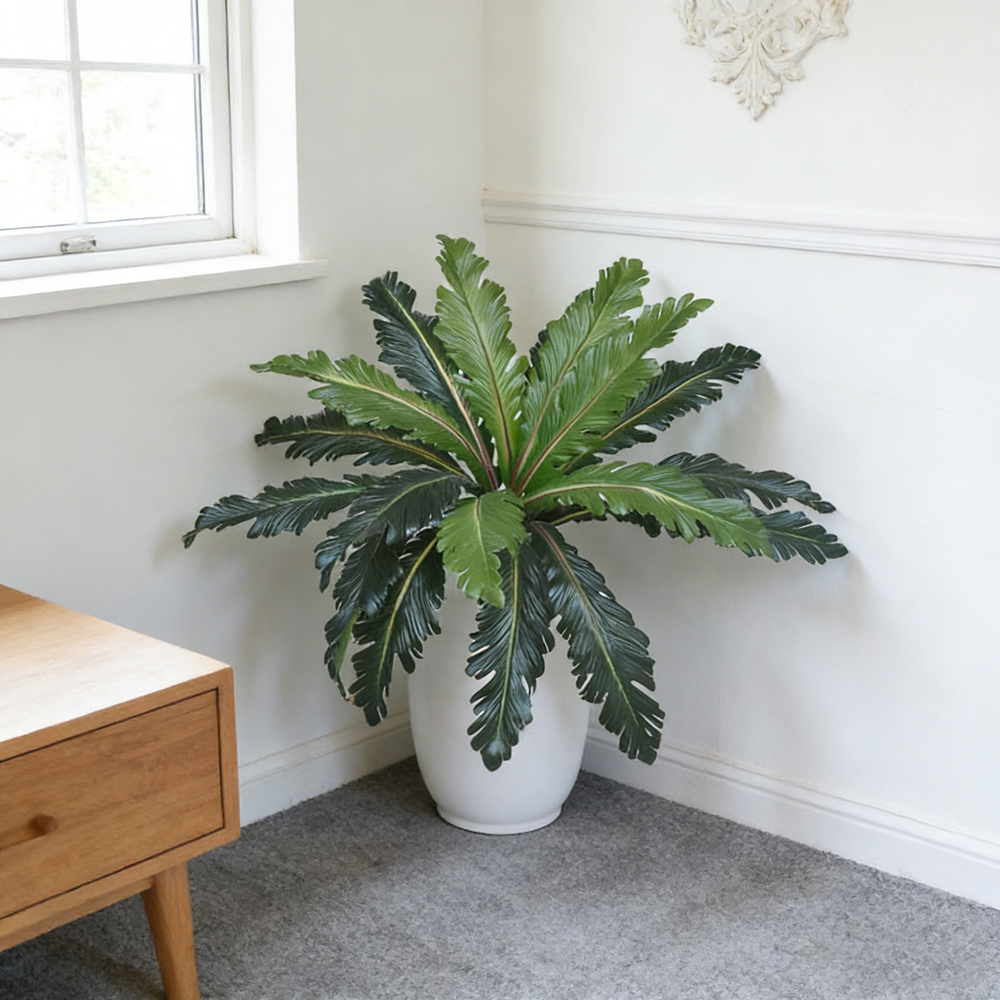 ใบเฟิร์นปลอมแบบทรอปิคอล ขนาด 4 - Dracaena Marginata บทวิจารณ์และราคา