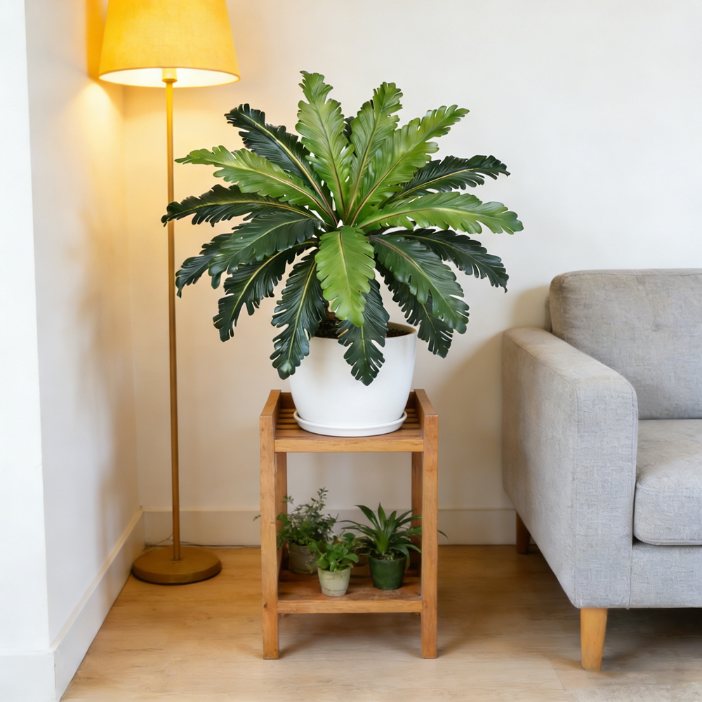 ใบเฟิร์นปลอมแบบทรอปิคอล ขนาด 4 - Dracaena Marginata บทวิจารณ์และราคา